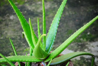 Aloe vera (Ghritkumari)